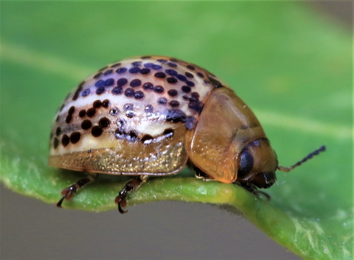 Leaf Beetle