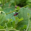 Katydid Nymph