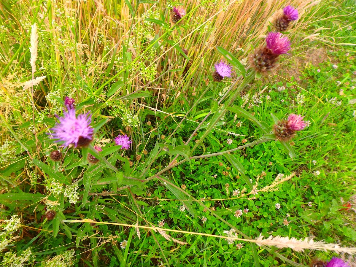 Spear Thistle