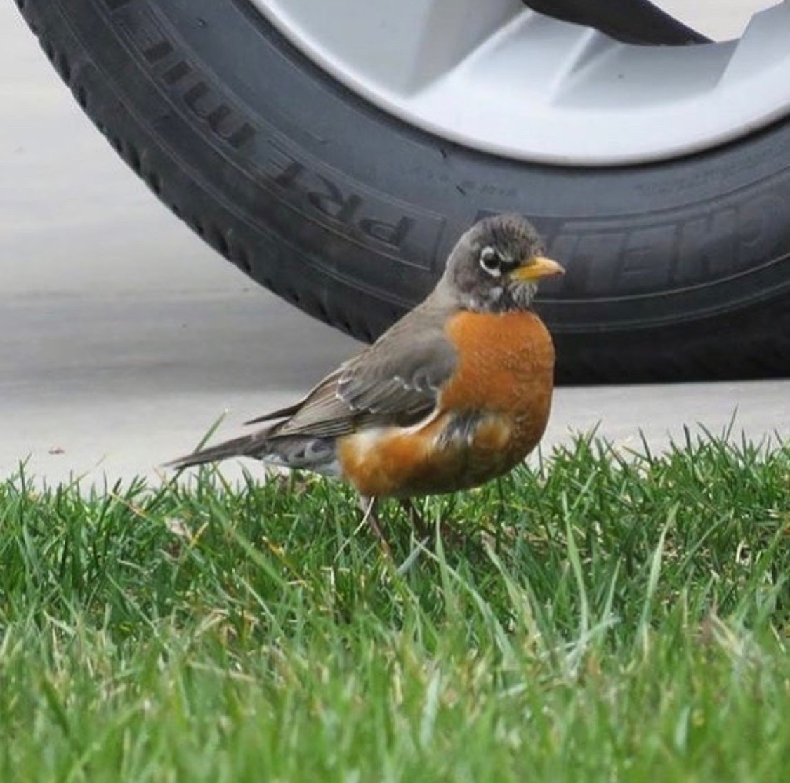 American Robin