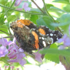 Red Admiral