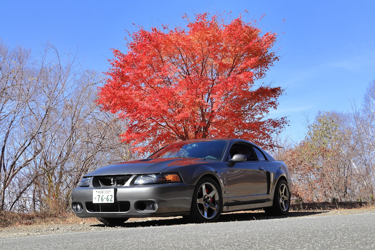 マスタングSVTコブラのSVT cobra・紅葉🍁・紅葉と愛車・山梨県に関するカスタム事例の投稿画像4枚目