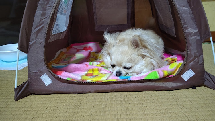 ライフダンクのミニキャブトラックU62T・愛犬に癒される日々に関するカスタム事例の投稿画像9枚目