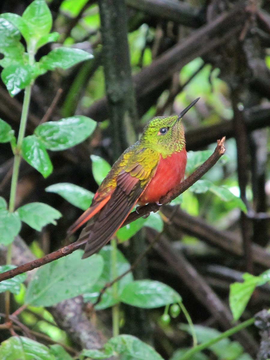 Chestnut-Breasted Coronet