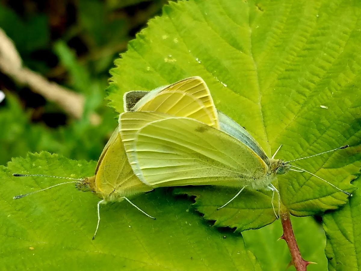 Small white (mating)