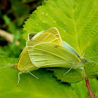 Small white (mating)