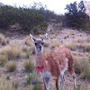 Guanaco