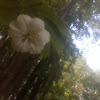 white wood anemone flower