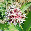 Showy milkweed