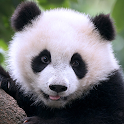 Icon The Panda