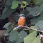 Common Kingfisher