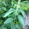 Stinging Nettle