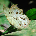 Forest Mother-of-Pearl