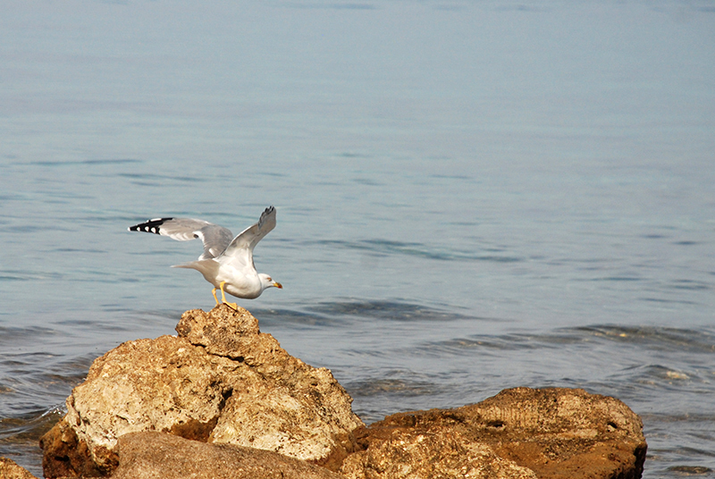 Yellow-legged Gull