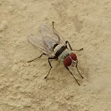 Root maggot fly
