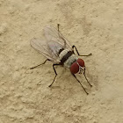 Root maggot fly