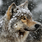 snow wolf wallpaper  Icon