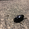 Giant water scavenger beetle