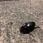 Giant water scavenger beetle