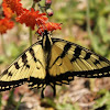 Canadian Tiger Swallowtail