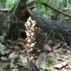 Rattlesnake plantain