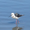 Black-winged Stilt (aka Pied Stilt)