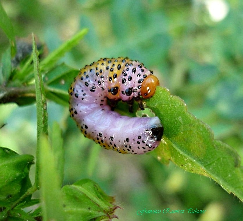 Poison Ivy Sawfly Larva