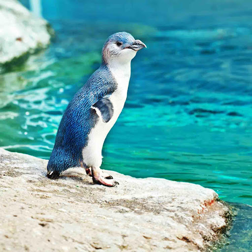 Penguin Wallpapers Free