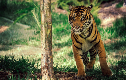 Royal bengal tiger2 small promo image
