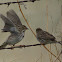 Savannah Sparrow