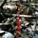 Spotted Coralroot