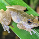 Common Mist Frog