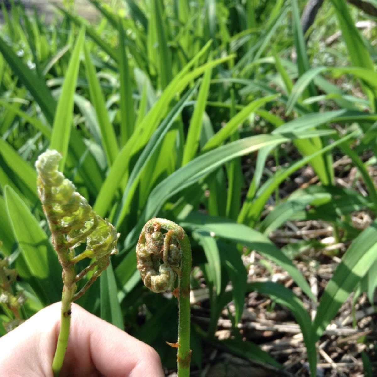 Fiddlehead