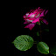 Pink Roses Wallpaper for New Tab