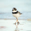 Semipalmated Plover