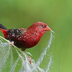 Red avadavat - male