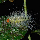 Caterpillar