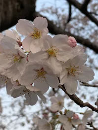 いつの間にかの…恋♡