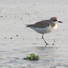 Kentish Plover