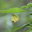 Three-spot Grass Yellow