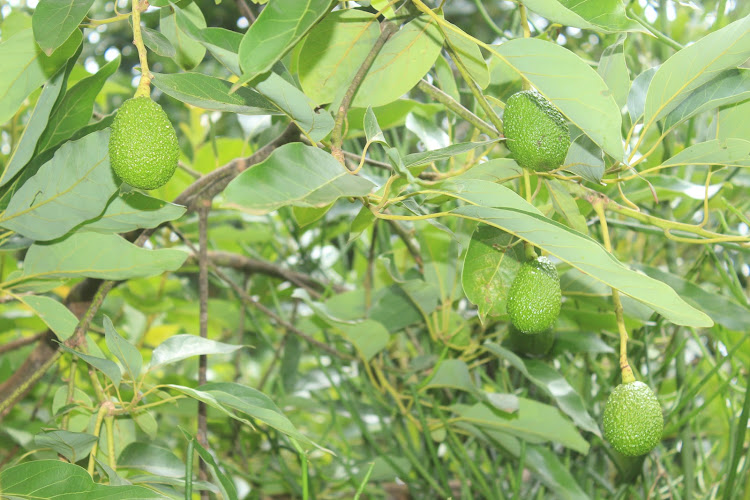 Avocado fruits in a farm in Kandara.