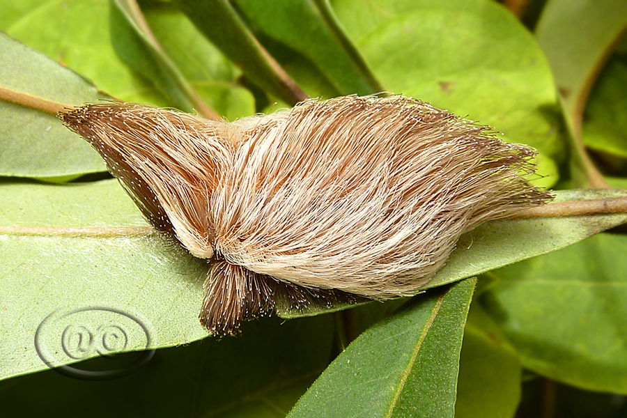 Taturana-gatinho (Puss Caterpillar)