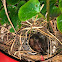 Wren nest with chicks