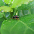 Leaf beetle