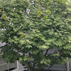 Vine maple