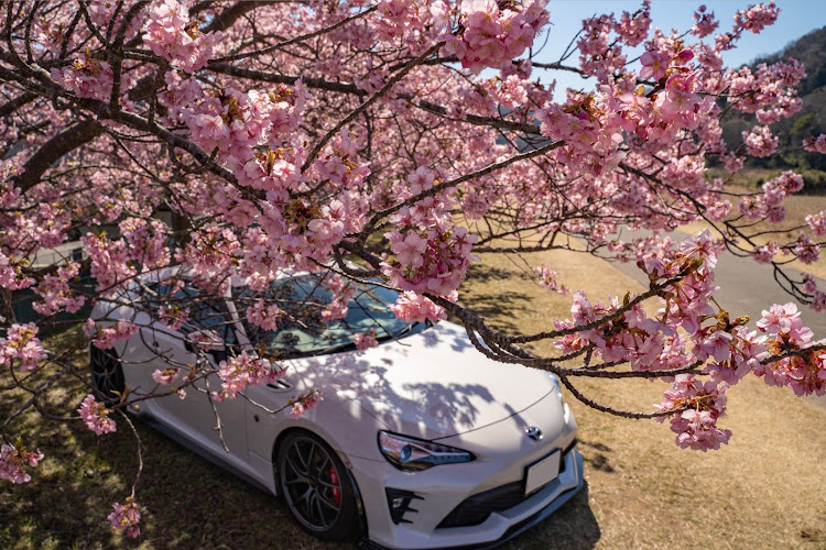 86のPickUpCars2023・河津桜・86・本気撮影に関するカスタム事例の投稿画像2枚目