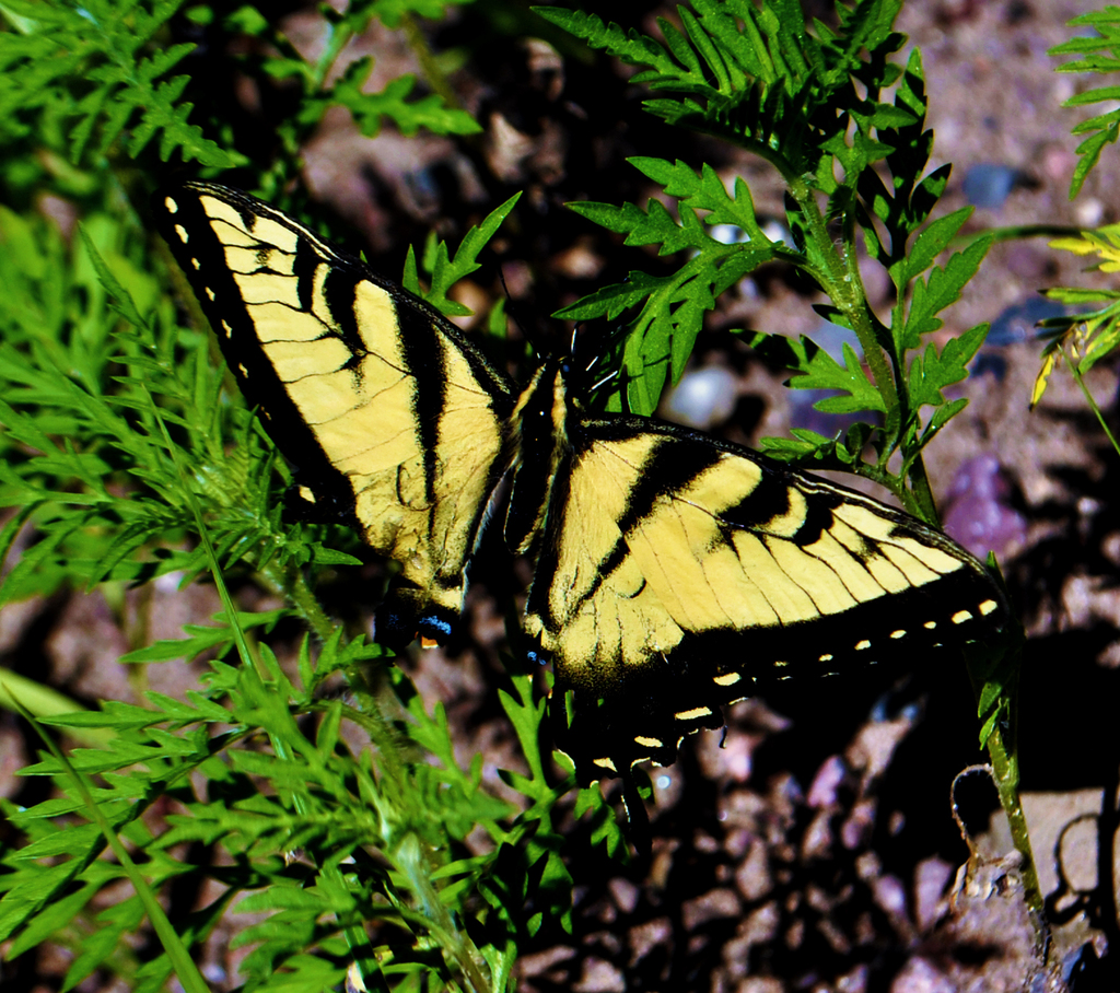 Eastern Tiger Swallowtail