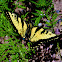 Eastern Tiger Swallowtail