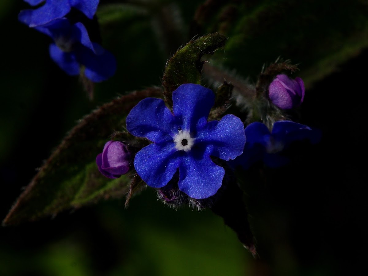 Blue-eyed-Mary