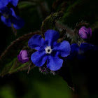 Blue-eyed-Mary